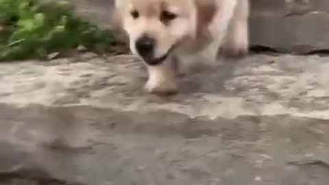 Cute Little Dog Dance