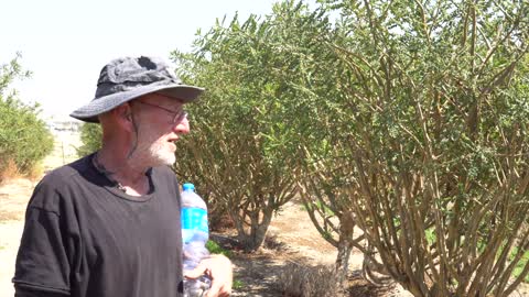 Remnant Remedy Tours Israel: Episode 2 - Balm of Gilead