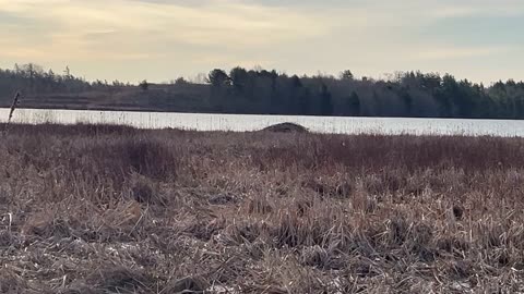 Lake In Caledonia NS