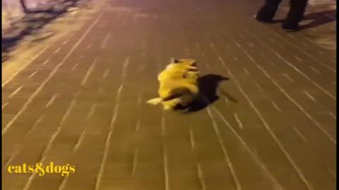 A dog escaping while going home is very funny