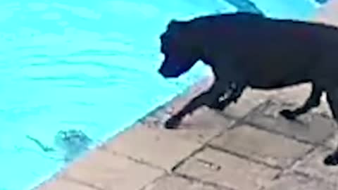 Terrier RESCUES drowning small dog from the pool