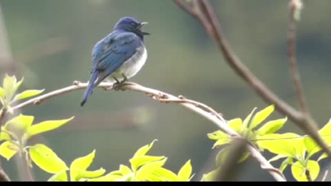 Tledekan Laut, Blue-and-white Flycatcher (Cyanoptila cyanomelana)