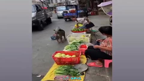 Cat Carrying Vegetables funny moment #trending#viral#funnycat#funnydog