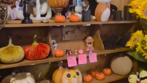 Pumpkin season and Halloween decorations