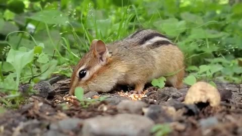 Chipmunk For Cats To Watch 🐱