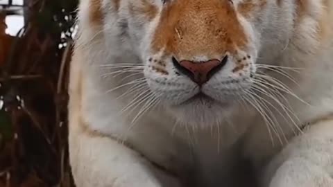 How beautiful are you looking 🐅 #shorts #animals