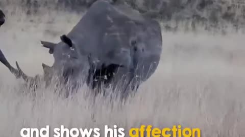 Wild Rhino is Reunited With The Man Who Raised Him #shorts #viral #shortsvideo #video