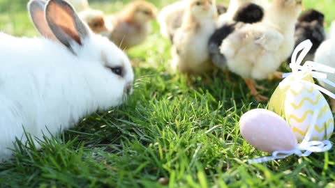 Beautiful rabbits and chicks