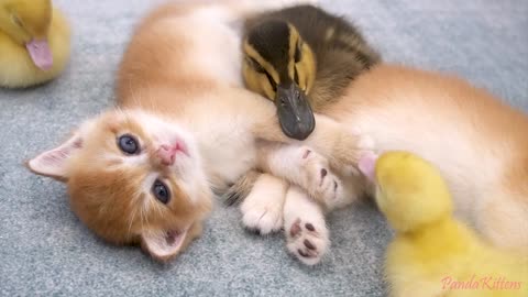 Cute cat and baby duck play , cat and duck funny video , cat funny videos , funny video