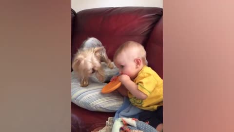 Cute Babies Playing With Dogs Compilation | Funny Baby And Pets