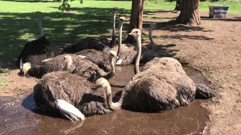 Ostrich Chill