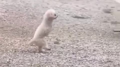 Innocent Two Legged Puppy #shorts #viral #shortsvideo #video