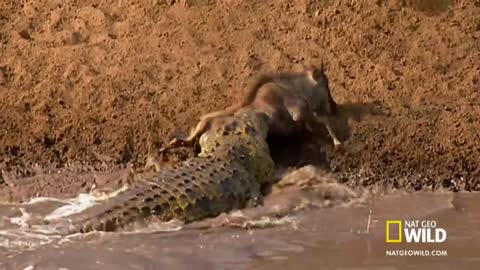 Croc Sneak Attack | Africa's Deadliest