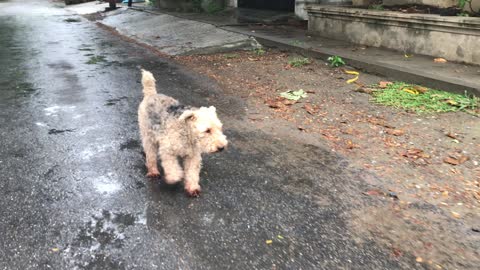 POTUS Dog Patrol out on the Street