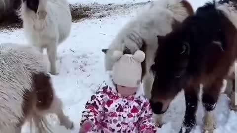 Children and horses playing in the snowy mountains Very funny video