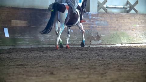 White Horse With Painted Hooves Running in Slow Motion