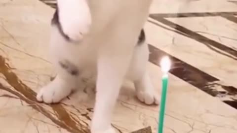 Cute Cat blows off her birthday cake candle