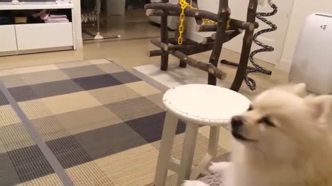 Hilarious Dogs Video