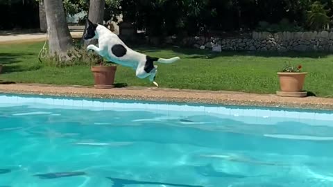 Jack Russel Pool Long Jump