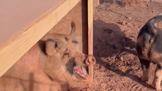 Bacon The H5 Ranch's Burping & Yawning Berkshire-Mangalista Pig