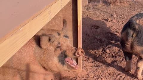 Bacon The H5 Ranch's Burping & Yawning Berkshire-Mangalista Pig