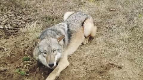 Man Saved this Wolf and her Cubs, but 4 Years later THIS happens...