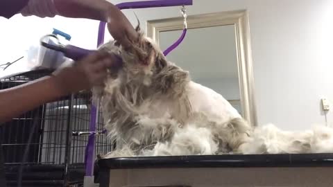 Grooming a Scared Aggressive Matted Dog