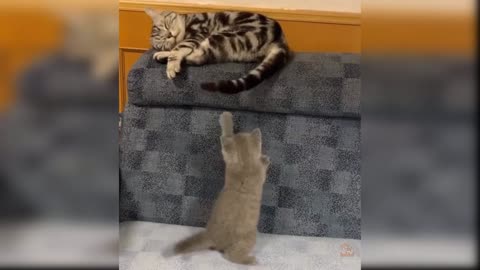 cute cat videos