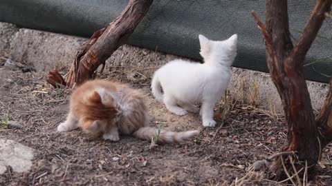 Little cats playing and having fun in the garden of the house _ very beatiful cats