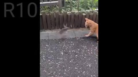 Cat funny 🤣 video