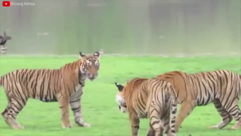 Lion VS Tiger Real Fight - Tough Creatures