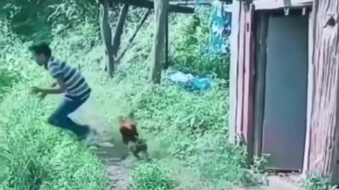 Chicken vs Rooster