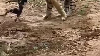 Tiger killed dog