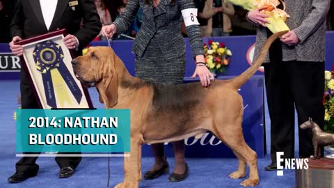 National Dog Show_ Meet This Year's BEST IN SHOW _ E! News