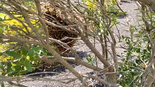 Bee Swarm in Bensalem, PA.