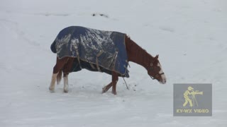 So Cold Horses Wear Coats.