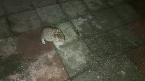 A cute kitten walking in the yard in the evening.