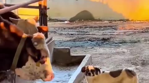 Funny Animal Videos 2022: Best Dogs and Cats Videos 😺😍 #55