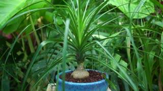 Growing Ponytail Palms