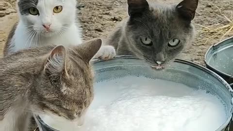 Cats eat fresh milk by the,cute cats,funny cats , friendly animals