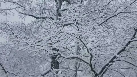 Snow Covered Tree