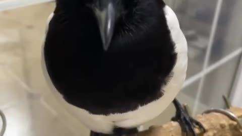 surprised bird