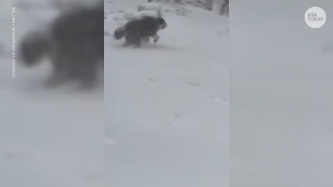 Playful dog gets 'zoomies' in the snow