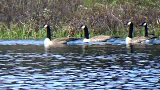 Canada Geese