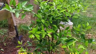 Planting Grapefruit Tree 9-23-22