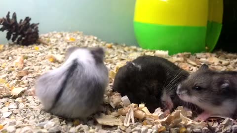 Funny funny hamster