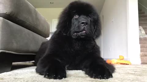 Gigantic fluffy Newfoundland puppy "attacks" owner