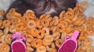 Adorable Rat Rests In a Blanket of Cheerios