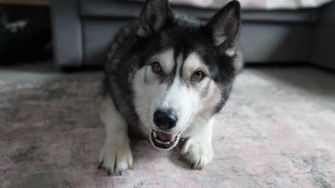 Telling My Husky He’s Lost Weight! He Argues With Me!