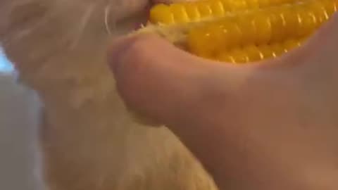 Adorable!! ASMR Cat Eats CORN 🌽 _ meow__cash